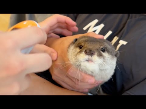 耳で測るタイプの体温計でカワウソの体温測ってみた I took an otter’s temperature with an ear thermometer.(YouTube)