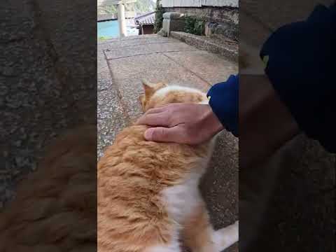 全力でアピールする猫#shorts(YouTube)