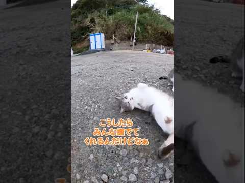 思わず撫でたくなる猫#shorts(YouTube)