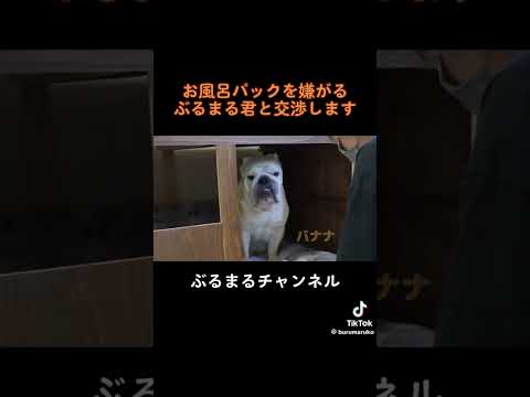 お風呂嫌いな犬に交換条件を提示してみた結果…w  #犬 #ブルドッグ #風呂(YouTube)