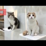 【生配信】もち＆はなの新居初公開ライブ！(YouTube)