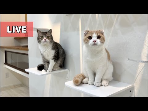 【生配信】もち＆はなの新居初公開ライブ！(YouTube)
