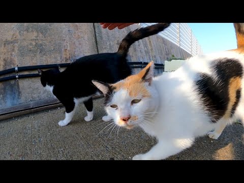 ハートマークの三毛猫ちゃん、モフられに寄ってくるもハチワレ二人組に邪魔される(YouTube)