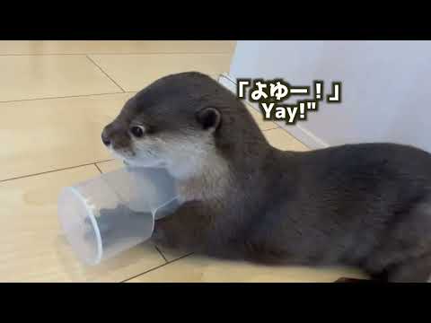 いつもより難しい箱を力じゃなく技術で開けようとするカワウソ otter tries to open a difficult box with skill, not strength(YouTube)