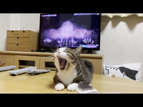 淀川花火大会のフィナーレを特等席で干渉する猫(YouTube)