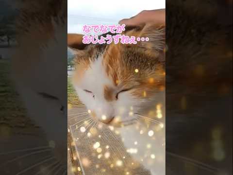 隣で雨宿りさせていただいたお礼にたくさんなでなでしました#shorts(YouTube)