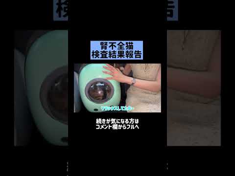 腎不全猫の検査結果報告🏥 #shorts(YouTube)