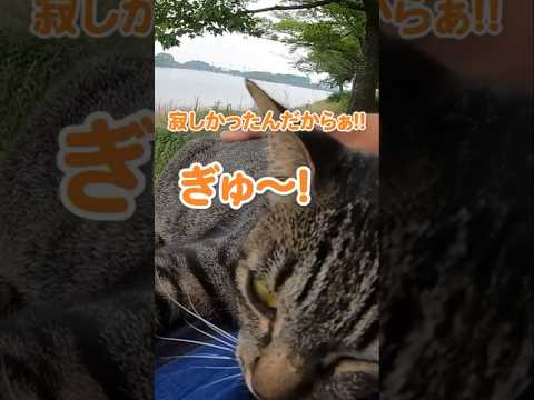 寂しくて抱きついてくる猫が愛おしい#shorts(YouTube)