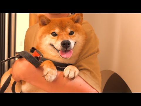明日大好きなパパがいない。(YouTube)