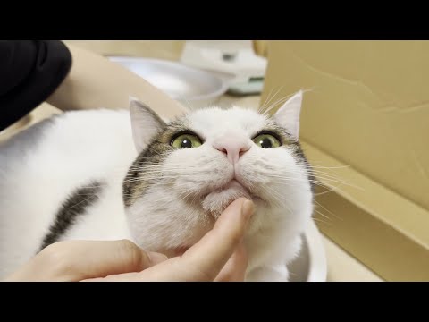 アゴの毛を剃られた猫(YouTube)