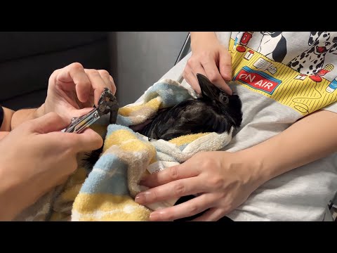 お風呂に入ってサッパリご機嫌なカラスのささみ(YouTube)