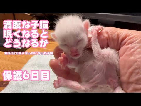 満腹な子猫が眠くなってどうなったか 生後1日で独りぼっちになった子猫 保護6日目(YouTube)