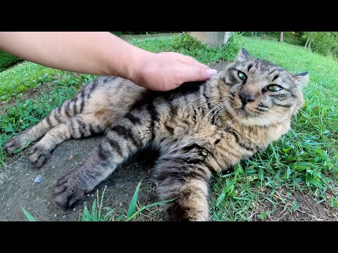 立派な尻尾を持つ長毛キジトラ猫が足にスリスリして甘えてきた(YouTube)