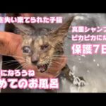 初めてのお風呂 片目失くして棄てられた子猫 ピカピカになって幸せ掴むよ2023 08 28- 2(YouTube)