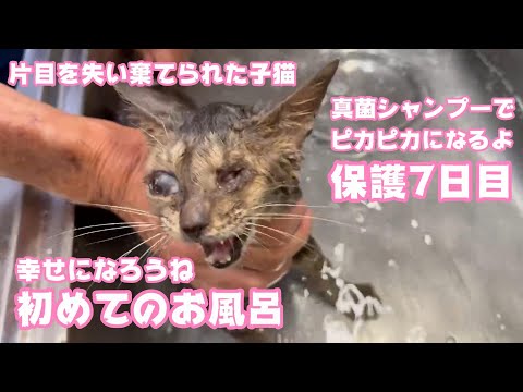 初めてのお風呂 片目失くして棄てられた子猫 ピカピカになって幸せ掴むよ2023 08 28- 2(YouTube)