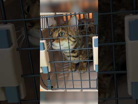 手術しました　 #ベンガル #ルトロゼ #猫(YouTube)