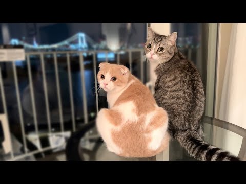 生まれて初めて夜景を見た猫の反応が可愛すぎましたw(YouTube)