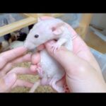 産まれてきた謎のハゲラットの正体が判明しました(YouTube)