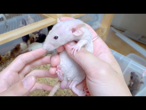 産まれてきた謎のハゲラットの正体が判明しました(YouTube)