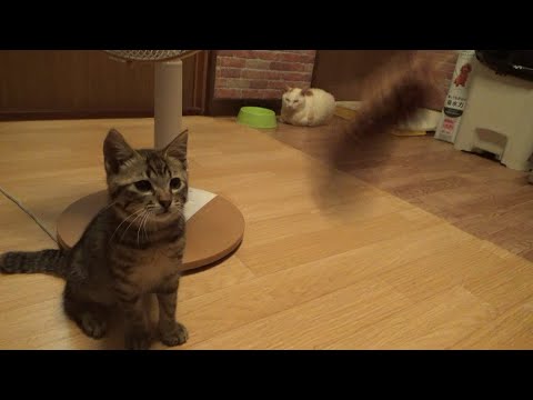 車屋で保護した子猫が猛特訓した結果(YouTube)