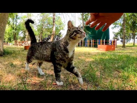 公園に猫がいたので手を差し出すとその手を掴んで頭を擦り付けてきてカワイイ(YouTube)