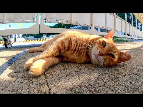 フェリー乗り場の通路に横たわる猫「ここを通りたかったらナデナデしていくニャン」(YouTube)