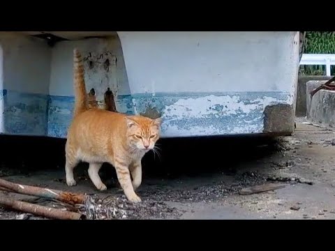 船の下から猫がモフられに出てきた(YouTube)