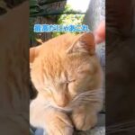 この猫を撫でるとご利益がある気がします#shorts(YouTube)