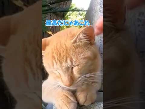 この猫を撫でるとご利益がある気がします#shorts(YouTube)