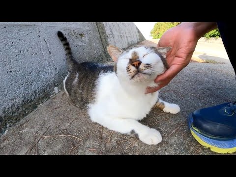 防波堤の日陰で寝ていた野良猫を撫でると喜んで擦り寄ってきた(YouTube)