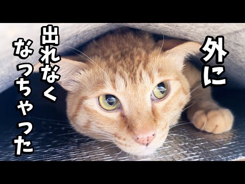 盛り上げ上手な茶トラ猫の上で予想外の展開が…(YouTube)