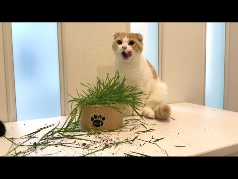 育ててる途中の猫草が全部猫たちに食べ尽くされてこうなってました…(YouTube)