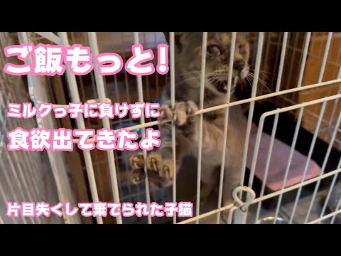 片目を失くして棄てられた子猫 食欲出てきたよ ミルクっ子に負けられないにゃ2023 08 25 1(YouTube)
