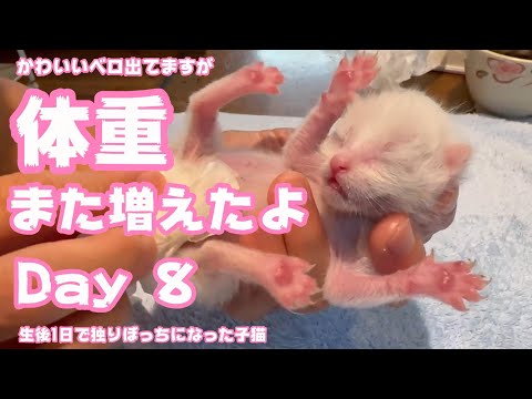 体重どんどん増えてるよ かわいいベロ出てるけど笑 s生後1日で独りぼっちになった子猫 Day 8 2023 08 25(YouTube)