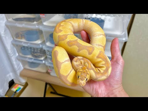 ボールパイソンのメンテする(YouTube)