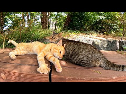 地獄巡り入口、今日の門番猫もサボってました(YouTube)