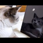 猫たちと遊びたくて猫用アプリや動画を見せてみると想像以上に可愛いすぎました…(YouTube)