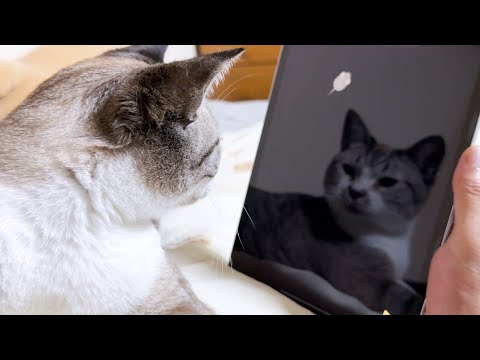 猫たちと遊びたくて猫用アプリや動画を見せてみると想像以上に可愛いすぎました…(YouTube)
