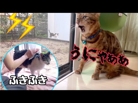 雷雨に果敢に挑む父猫とビショ濡れで逃げてきた野良猫さん(YouTube)