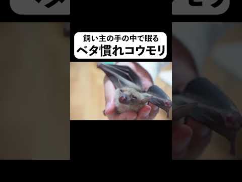 飼い主の手の中で眠るべタ慣れコウモリ＃shorts(YouTube)