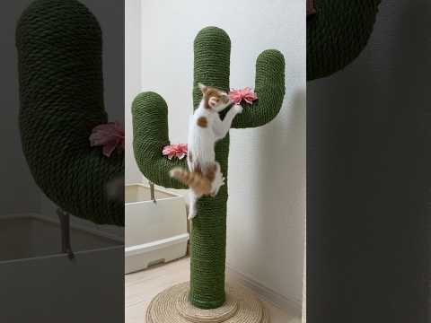 サボテンと戦う子猫🌵 #shorts(YouTube)
