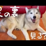 老犬なのに突然足の裏に潤いを取り戻したハスキー、衝撃のその理由に気づいてしまう…(YouTube)