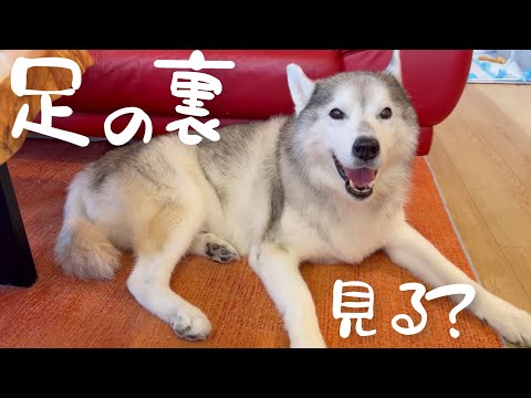老犬なのに突然足の裏に潤いを取り戻したハスキー、衝撃のその理由に気づいてしまう…(YouTube)