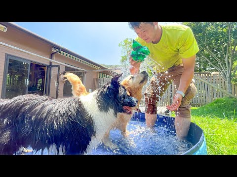 ワンパクな犬2匹とプール開きしたらとんでもなくカロリー消費しました。(YouTube)