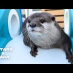 お祭りの太鼓にびっくりしてフリーズするカワウソ　Otter Stands Up and Freezes When He Hears Festival Drums(YouTube)