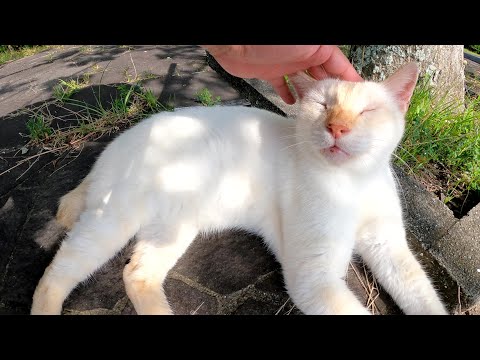 お顔がうっすらと焦げた白猫ちゃんをモフったらウットリした(YouTube)