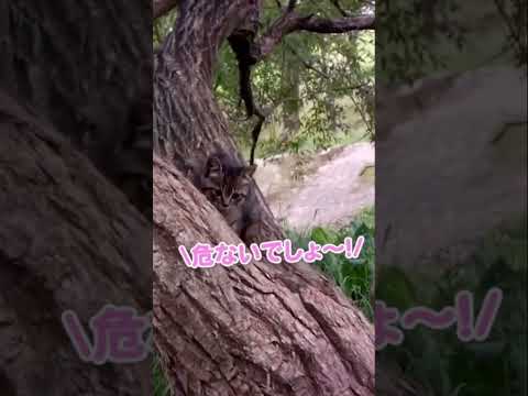赤ちゃん猫を守るお母さん猫#shorts(YouTube)