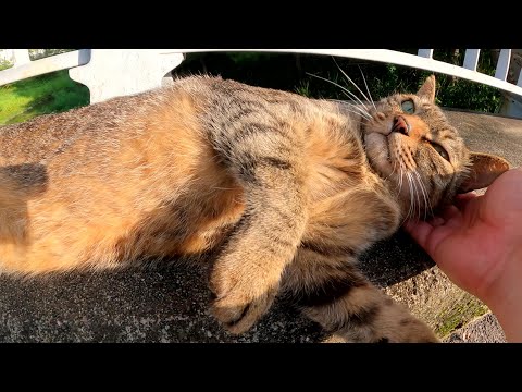 キジトラ猫が体をピーンと伸ばして寝転がりナデナデを要求してきた(YouTube)
