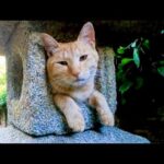 感動猫動画 のライブ配信(YouTube)