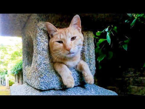 感動猫動画 のライブ配信(YouTube)